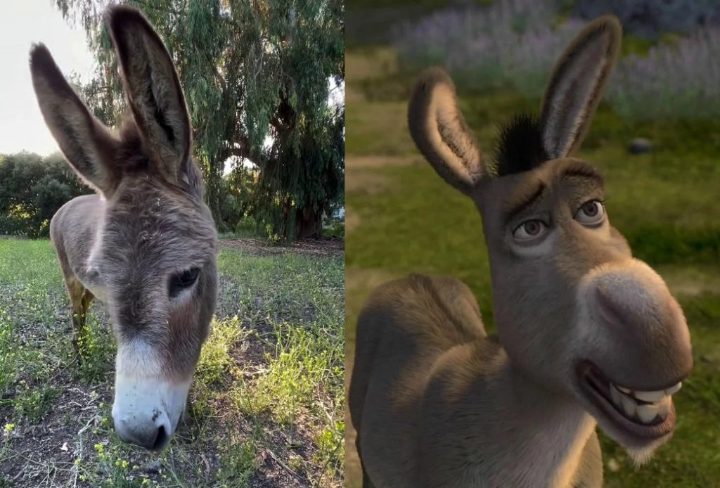 Perry, el burro que dio vida a Burro de Shrek, dice adiós a los 30 años
