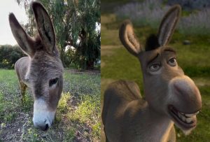 Perry, el burro que dio vida a Burro de Shrek, dice adiós a los 30 años